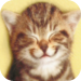 Tap Tap Kitty: Multiplayer Kitty Ball Challenge
